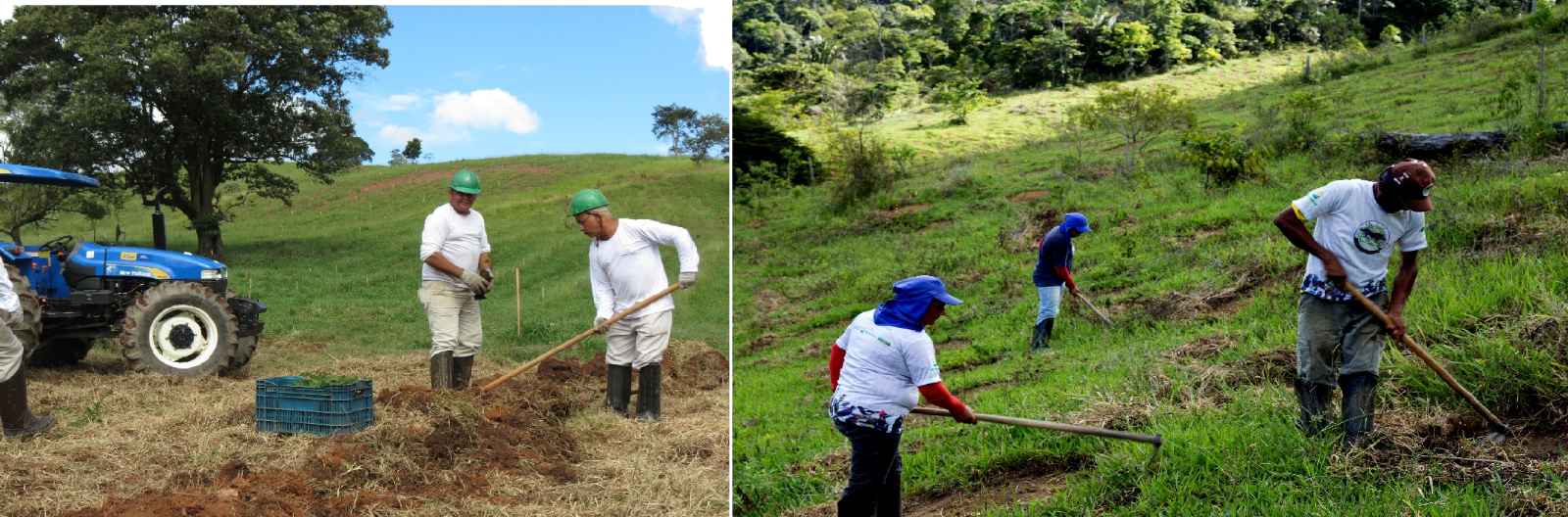 Área em processo de reflorestamento conduzido pela Embaúba Ambiental